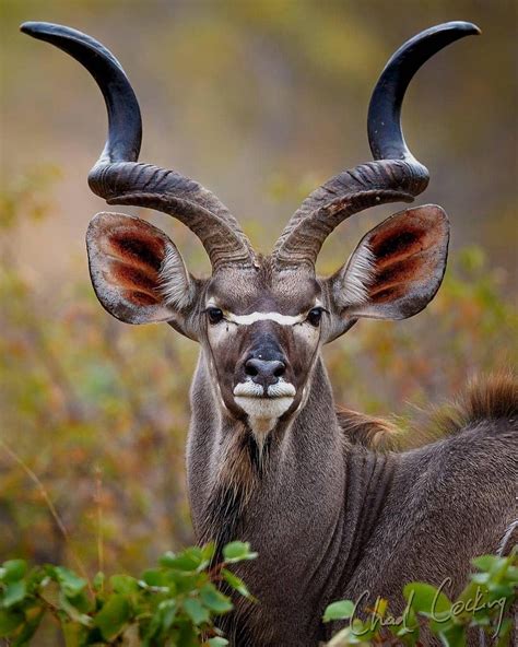 Africanimals On Instagram Beautiful Kudu Bull 💪 Great Shot From 📸