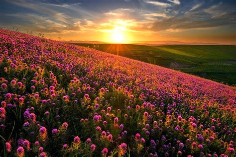All flower background photos are available in jpg, ai, eps, psd and cdr format. nature, Landscape, Sunset, Flowers, Hill, Field, Spring ...