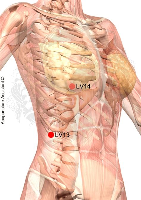 Organ Under The Rib Back On The Right Side Left Abdominal Pain Lower