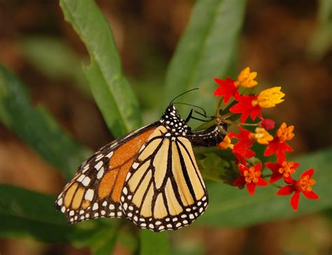 Filemonarch Butterfly Danaus Plexippus Laying Egg 2600px