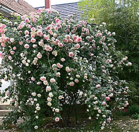 Climbing Eden Rose Цветочный сад Сад Цветочный