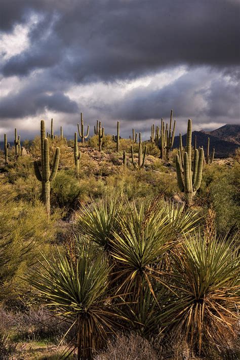 In The Sonoran Desert Photograph By Saija Lehtonen Pixels