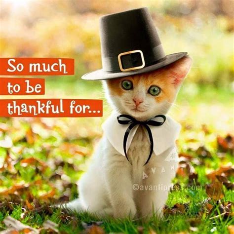 Cute Happy Thanksgiving Images 224 Best Kitty Quotes