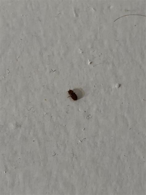 Very Tiny Bug Found Inside Random Places In My House In Central Florida