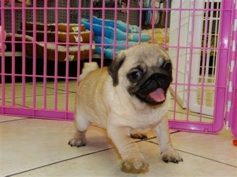 Check spelling or type a new query. Pug, Puppies, Dogs, For Sale, In Memphis, Tennessee, TN, 19Breeders, Chattanooga, Franklin - YouTube