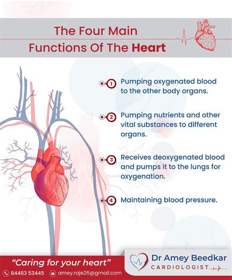 Parts Of The Heart And Functions