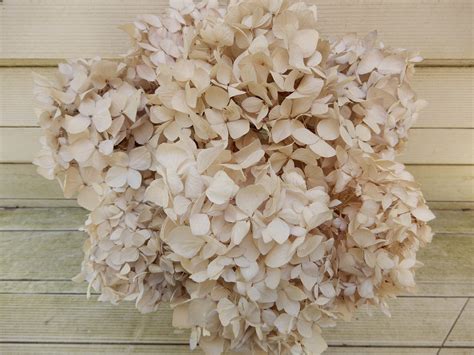 Dried Hydrangea Flowers Antique Cream And Blue 10 Stems Etsy Dried