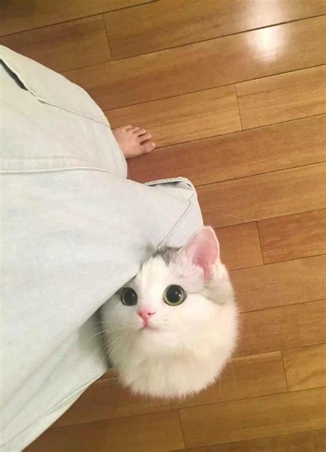 Everyone Should Have A Pocket Kitten Eyebleach Cute Animals Cute