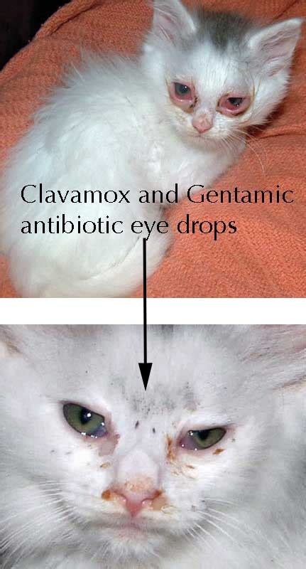 Picture Of Cat With Conjunctivitis