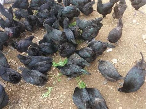 Pure Black Kadaknath Chicken Meat Very Low 1 To 2 Kg At Rs 400kilogram In Coimbatore
