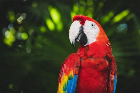 Parrots Majestic Avian Companions Of The Tropics 7 Things You Should