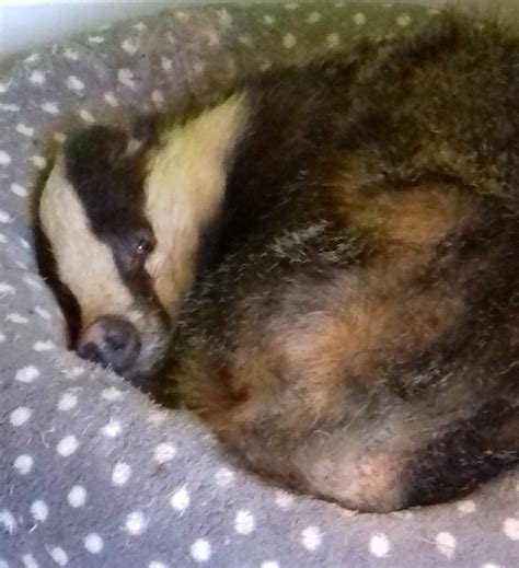 Badger Discovered Asleep In Cat Bed In Linlithgow Bbc News