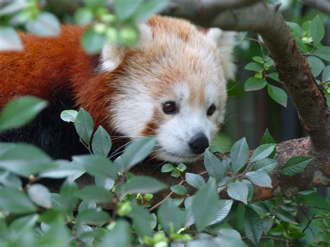Help Save These Cuddling Cute Red Pandas They Are Endangered Lets