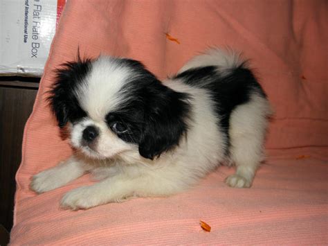 For Sale Japanese Chin Puppies