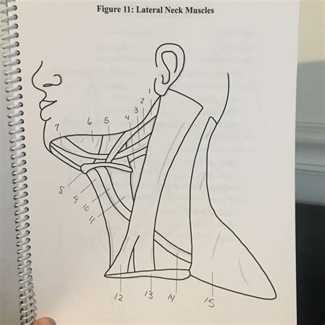 Lateral Neck Muscles Siggard Diagrams Diagram Quizlet