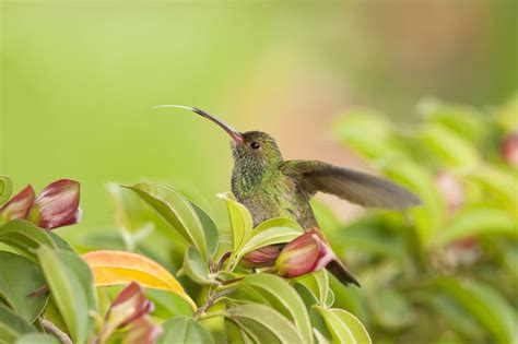 Do Hummingbirds Have Tongues The Weird And Wild Truth