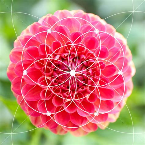 Here, we'll break down examples of the golden ratio in nature, design, and even the human face, so you can consider how to incorporate the. Fibonacci Numbers and the Golden Ratio Diploma Course ...