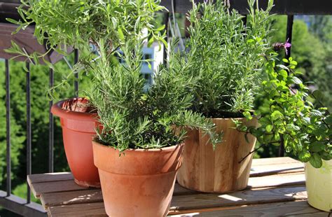 How To Make A Balcony Herb Garden Ebay