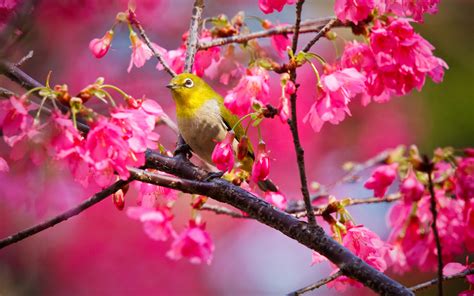 Spring Birds And Flowers Wallpaper Wallpapersafari