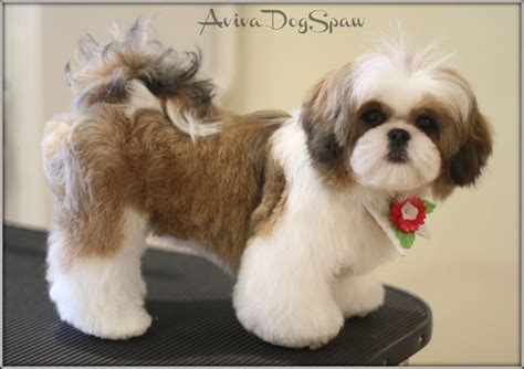 Shih Tzu Teddy Bear Haircut What Hairstyle Is Best For Me