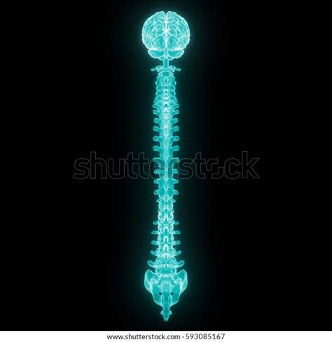 Human Brain Spinal Cord Part Human Stock Illustration 593085167