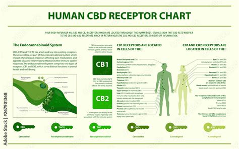Human Cbd Receptor Chart Endocannabinoid System Horizontal