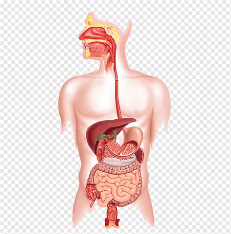 Sistema Digestivo Para Imprimir
