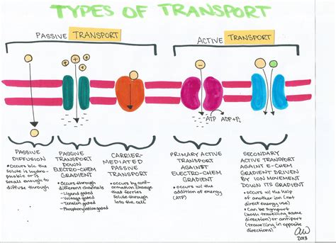 What Are The Most Important Plant Cell Transport Proteins How Do They