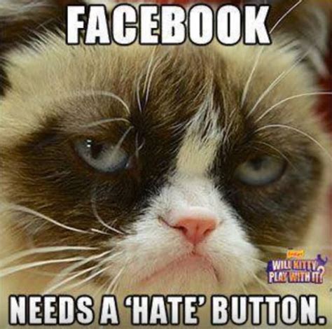 Funny Grumpy Cat Memes Clean 100 Dank Cat Memes Ever