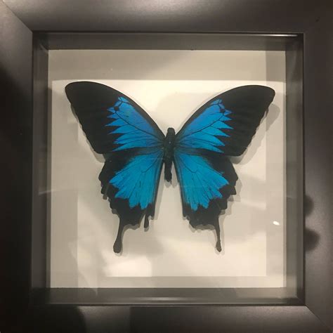 Real Taxidermy Gloss Blue Swallowtail Butterfly Display