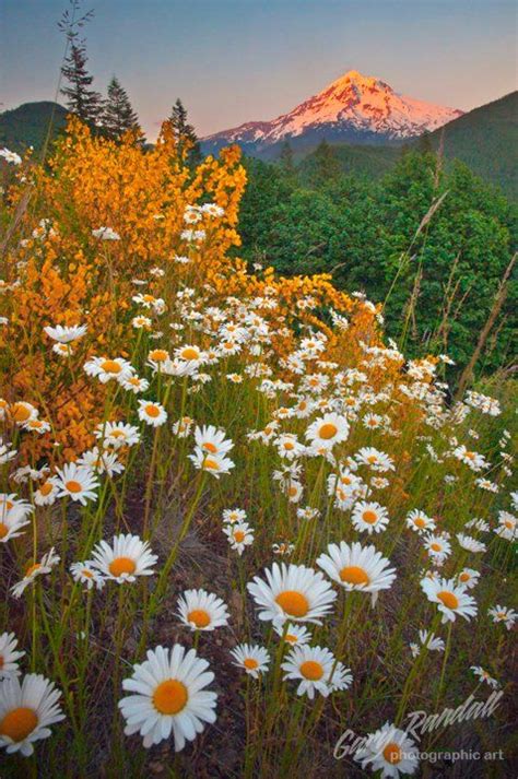Gary Randall Photography Springtime On Lolo Pass Amazing Nature