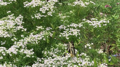 Giant Swallowtails On Pycnanthemum Tenuifolium Youtube