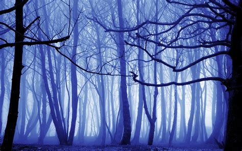 Blue Mist Nature Trees 4k Wallpaperhd Nature Wallpapers4k Wallpapers