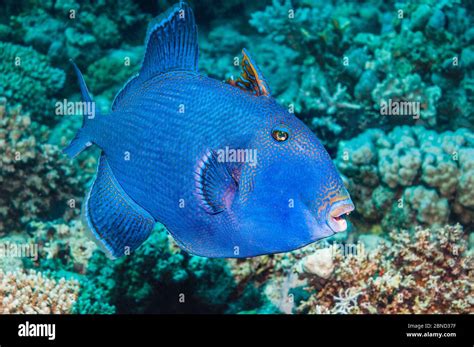 Blue Triggerfish Pseudobalistes Fuscus Egypt Red Sea Indo Pacific