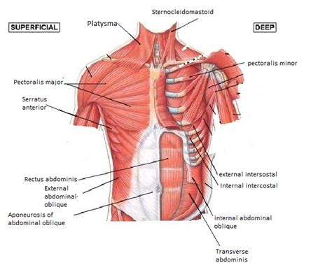 Rotation with chest rotating to the opposite side. Muscles of the Anterior Chest and Abdomen | Muscle anatomy ...