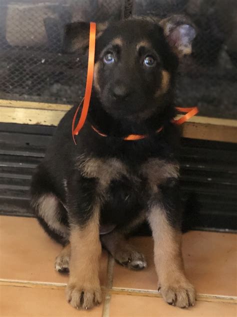 Companion dogs.intelligent, affectionate family protector.easily trained. German Shepherd Puppies For Sale | Tempe, AZ #319194