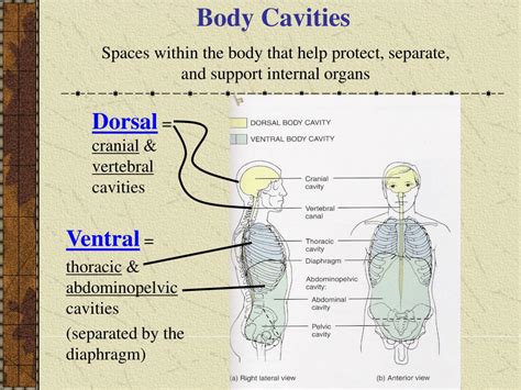 Chart Of Body Cavities