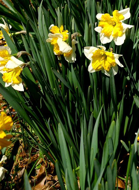 Daffodils In Spring I Brian Leon Flickr