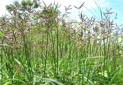 Namun tentu cukup rumit jika anda diberi pilihan untuk menentukan jenis rumput taman apa yang ingin. Jenis Rumput Liar Di Malaysia