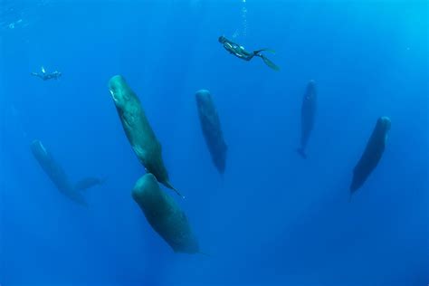 Sleeping Sperm Whales Thedepthsbelow