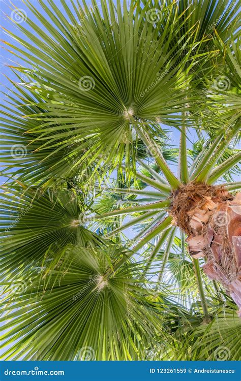 Fan Palm Tree Washingtonia Filifera Leaves Stock Image Image Of Close