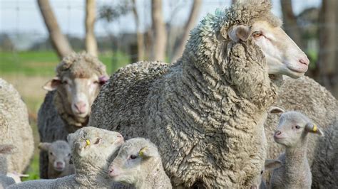 Lamb Prices Experts Say Strong Prices Will Remain The Weekly Times