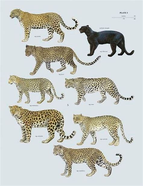 Leopard Subspecies Wild Cats Animals Wild Mammals