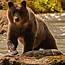 West Coast Grizzly Bear Tours  Destination Campbell River