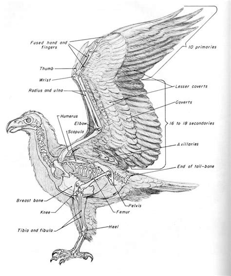 Eagle Skeleton Anatomy Skeleton Anatomy
