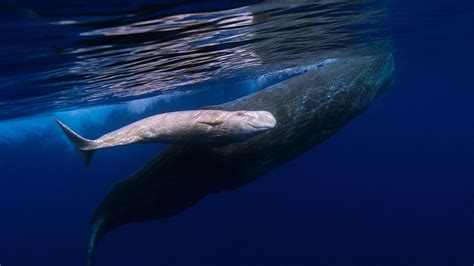 Bing Image Celebrating Whales—and A Whale Of A Tale Bing Wallpaper
