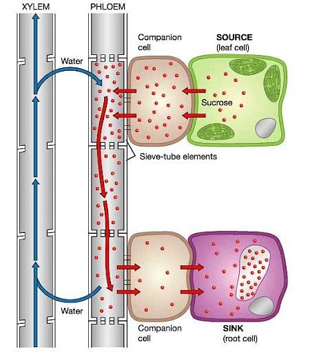 Transport Of Mineral Nutrients Types And Phloem Transport