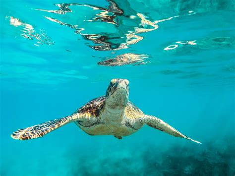 The Best Place To Go Swimming With Turtles In Bali Do Not Miss