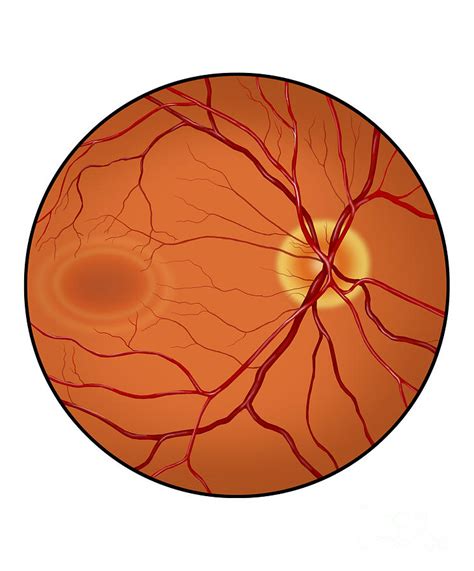 Retina Of A Normal Eye Digital Art By Trifocal Communications Fine