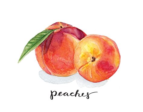 Peach Botanical Print Watercolor Painting Peach Art Etsy